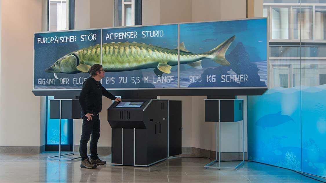 Interaktiver Multimedia Kiosk 3D-Nachbildung "Der Europäische Stör“ Archipenser Sturio mit Video Rückprojektion und Touch Screen